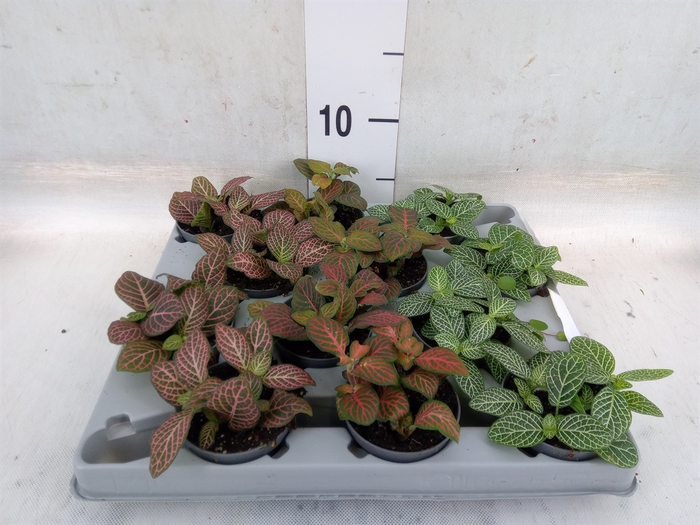 <h4>Fittonia   ...mix 4</h4>