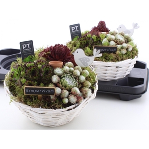 ARR SEMPERVIVUM