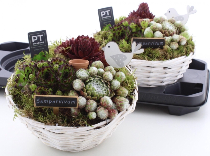 <h4>ARR SEMPERVIVUM</h4>