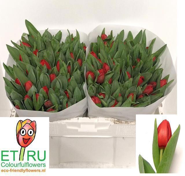 <h4>TU EN ESCAPE</h4>