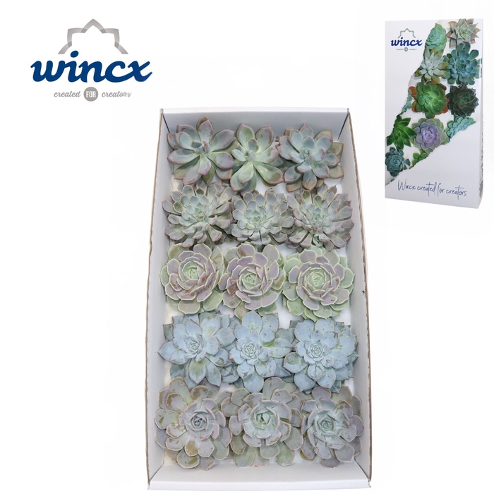 <h4>Echeveria Ice Mix (wincx) Cutfl (5 Spcs) Wincx-10c</h4>