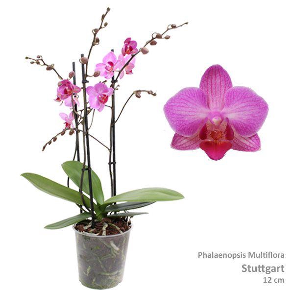 <h4>Phal. Multiflora "Stuttgart" 3-tak</h4>