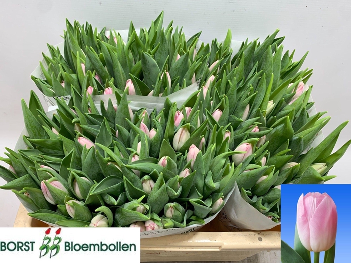 <h4>TU EN DYNASTY</h4>