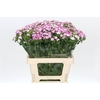 Dianthus Br Amazon Rose Magic