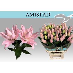 LI OR DU AMISTAD