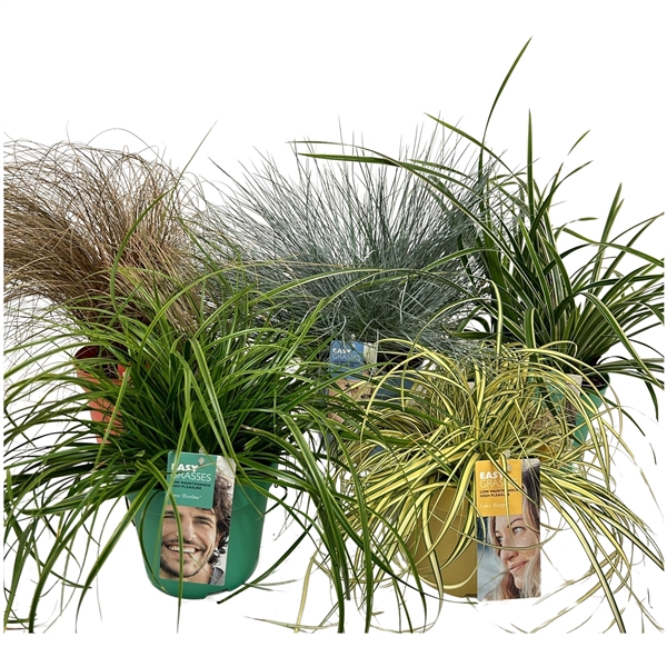 <h4>Siergrassen gekleurde pot</h4>