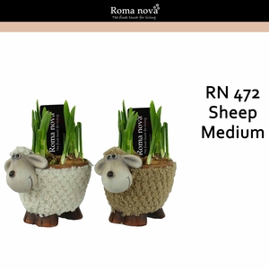 Narcis Rom 472 Sheep Medium