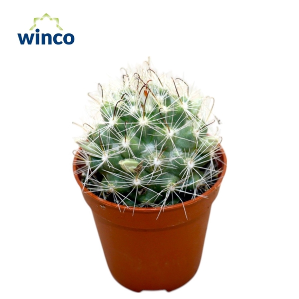 <h4>Mammillaria Insularis</h4>