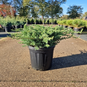 Juniperus conferta 'Schlager' C8