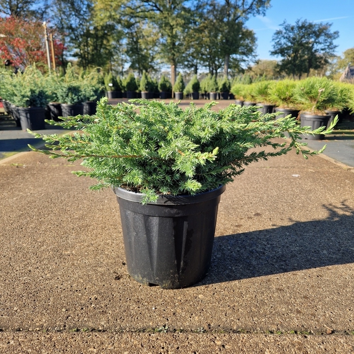 <h4>Juniperus conferta 'Schlager' C8</h4>