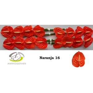 Anthurium andr. 'Naranja'