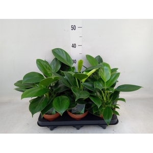 Philodendron  'Green Princess'