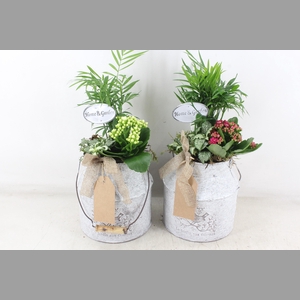 arr2 TD - Zink melkbus - roze/wit