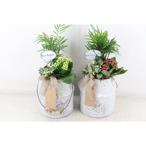 arr2 TD - Zink melkbus - roze/wit