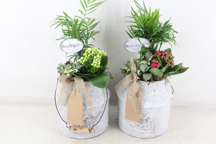 <h4>arr2 TD - Zink melkbus - roze/wit</h4>