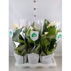 Anthurium andr. 'Alaska'