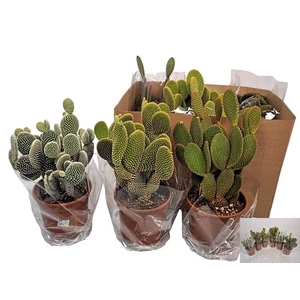 Opuntia Microdasys (Cites) 17Ø 40cm