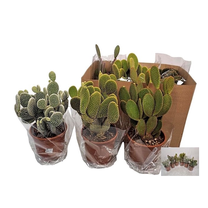 <h4>Opuntia Microdasys (Cites) 17Ø 40cm</h4>