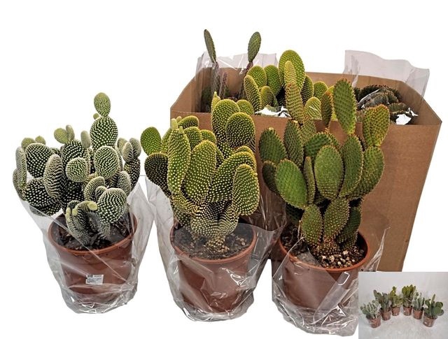 Opuntia Microdasys (Cites) 17Ø 40cm