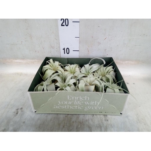 Tillandsia xerographica