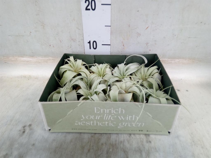 <h4>Tillandsia xerographica</h4>