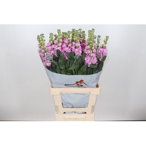 MATTH IRON PINK