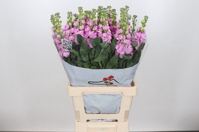 <h4>MATTH IRON PINK</h4>