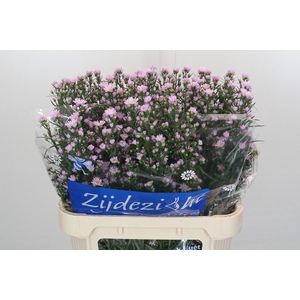 Aster Cassy
