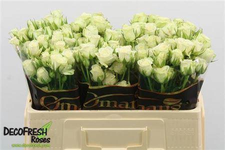 <h4>R Tr Snowflake</h4>