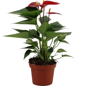 Anthurium andr. 'Micra'