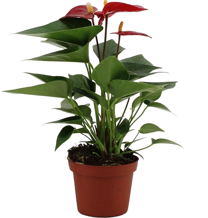 <h4>Anthurium andr. 'Micra'</h4>