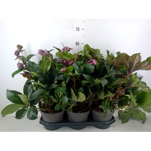 Helleborus   ...