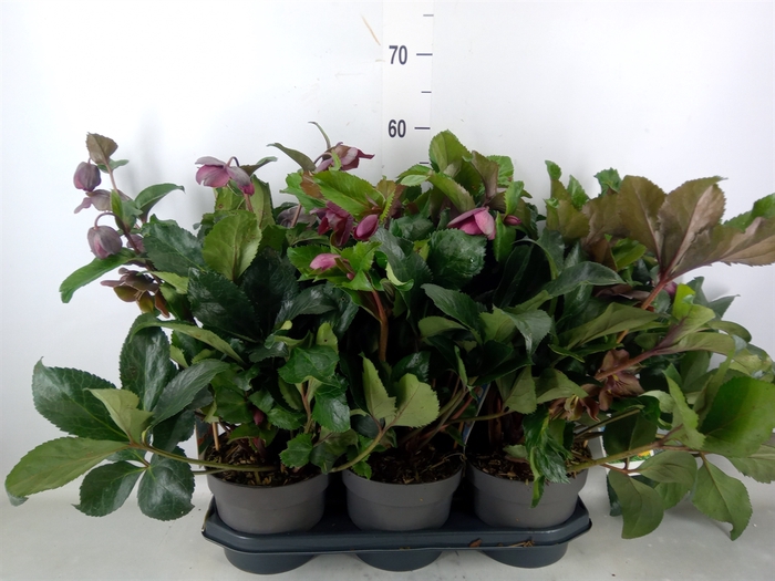 <h4>Helleborus   ...</h4>