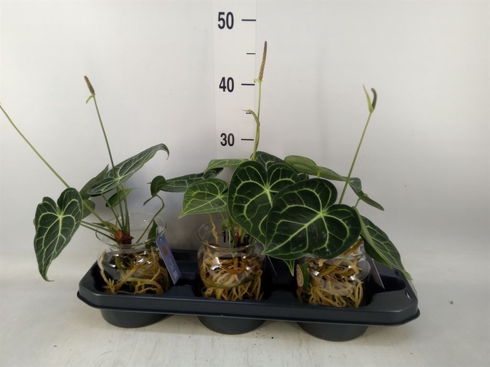 <h4>Anthurium clarinervium</h4>