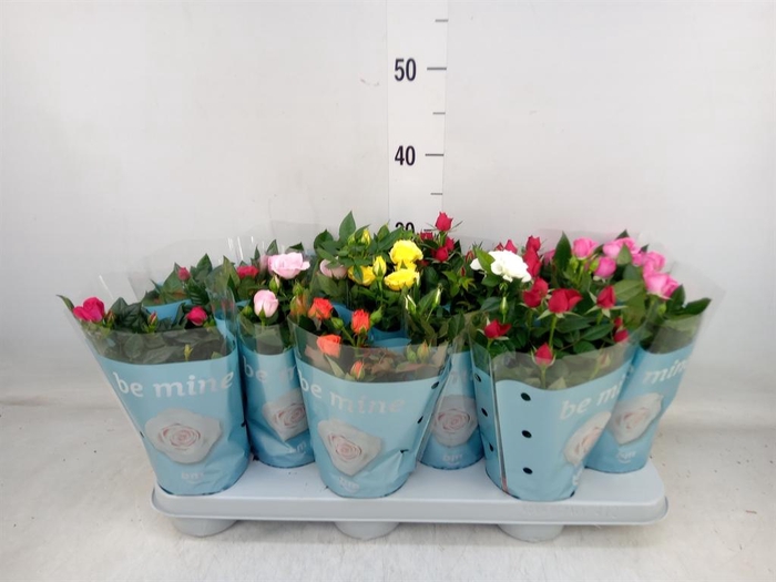 <h4>Rosa  'Beau Monde'   ...mix</h4>