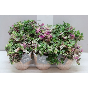 Tradescantia Fl Quadricolor Terra Keramiek
