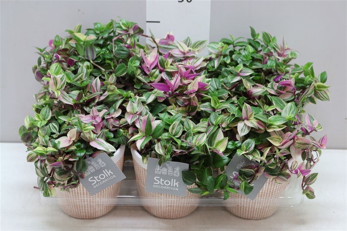 <h4>Tradescantia Fl Quadricolor Terra Keramiek</h4>