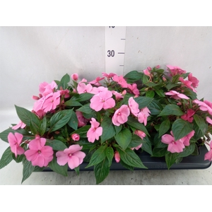 Impatiens NG 'Tamarinda Pink'