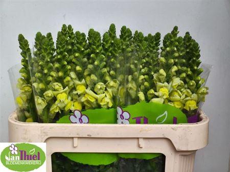 Antir Antibes Yellow