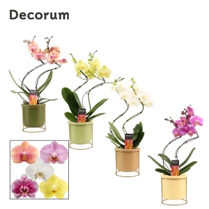 Phalaenopsis hurricane mix in Lynn (Silent moods-collection)