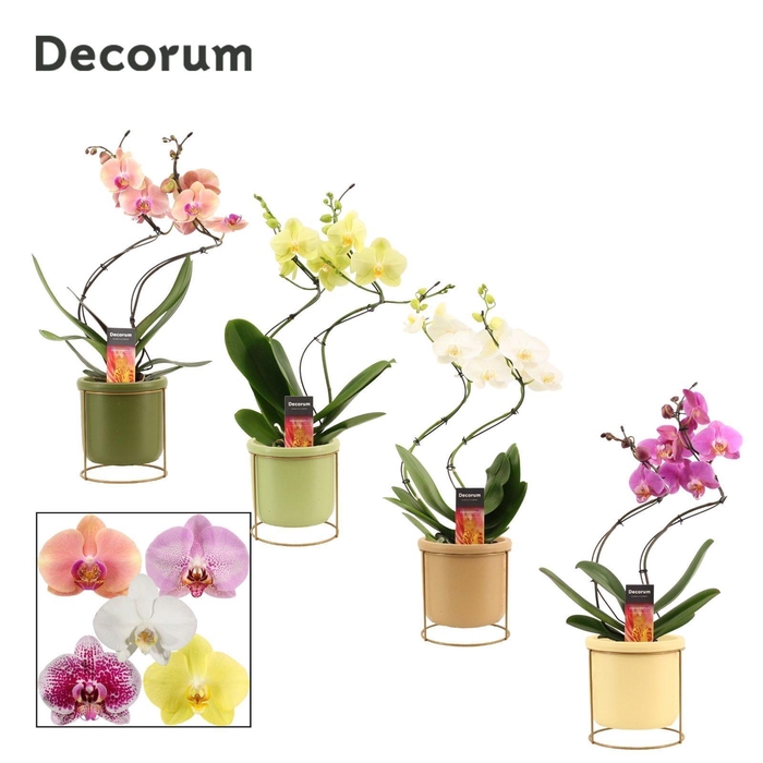 <h4>Phalaenopsis hurricane mix in Lynn (Silent moods-collection)</h4>