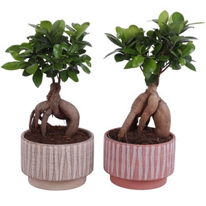 Ficus m. Ginseng Ball Shape Ø15cm in Ø17cm Ceramic NT667
