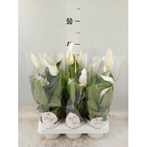 Anthurium  'Banderola Cava'