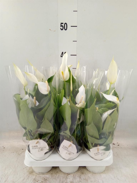 <h4>Anthurium  'Banderola Cava'</h4>