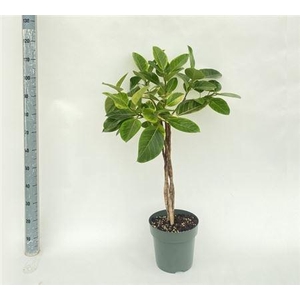 Fic Altissima 3pp Twister