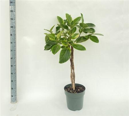 <h4>Fic Altissima 3pp Twister</h4>