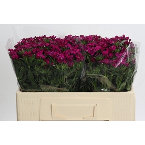 Dianthus Br Amazon Neon Cherry