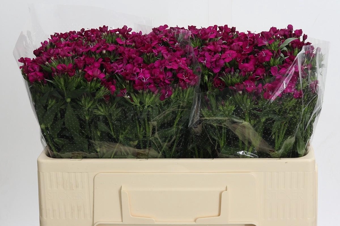 <h4>Dianthus Br Amazon Neon Cherry</h4>