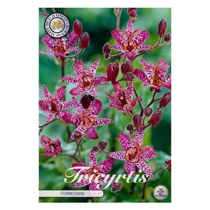 Tricyrtis Formosana x2 l