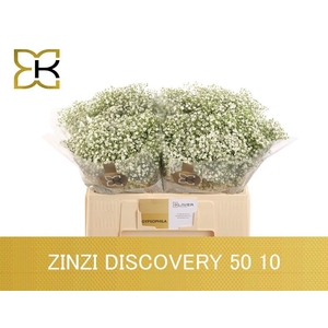 Gyps Pa Zi Discovery